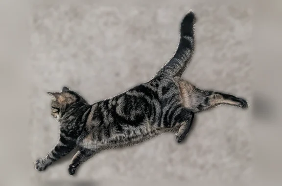 Lost cat, Corning Drive, Nashville - grey/tan tabby female - photo