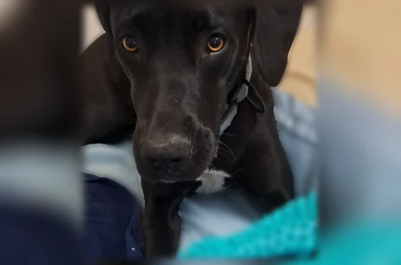 Lost female dog, East Wyoming Street, Tucson - skittish towards males - photo