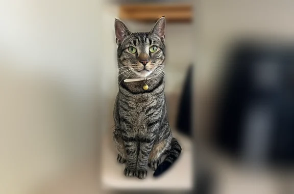 Lost cat, Inverness Drive, Toms River - male grey tabby - photo