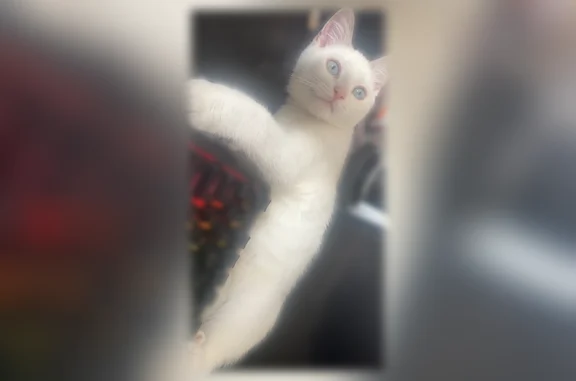 Lost male cat, Orient Avenue, Ashburn - white with grey tail and tan patches - photo