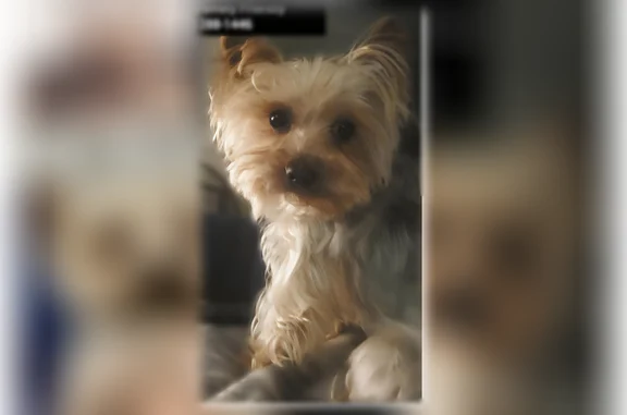 Lost pets Westerville, photo: Lost male dog, Buckland Drive, 5398, Columbus - camouflage collar