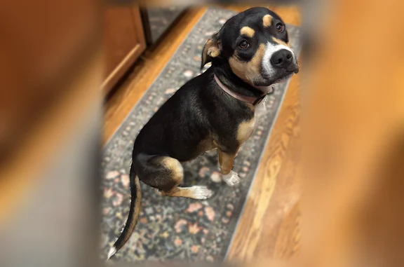 Lost dog, Prairie Wind Drive, Colorado Springs - female with light pink collar - photo