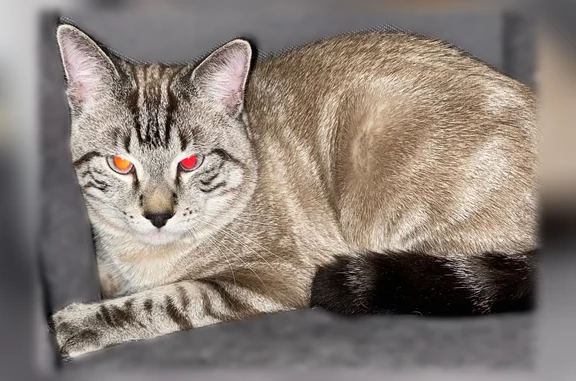 Found cat, Ashley Lane, Inver Grove Heights - blue eyes - photo