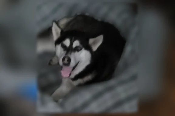 Lost female dog, South Wayne Street, 515, Gary - 2 yr old Siberian Husky - photo