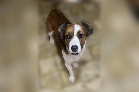 Lost dog, Sands Road, 116, Sweetwater, Miami - named Bandit - photo