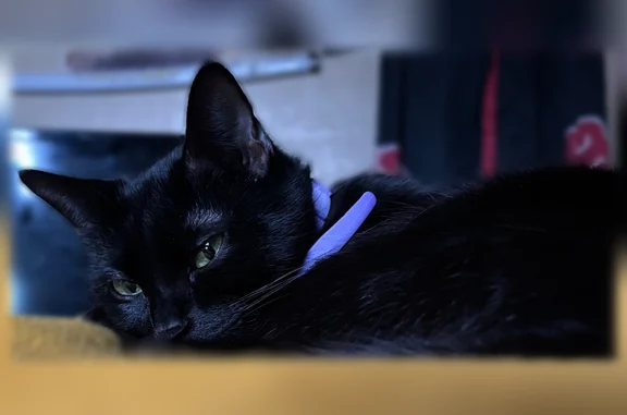 Lost pets Kansas City, photo: Lost cat, East 58th Street, Kansas City - female with purple flea collar