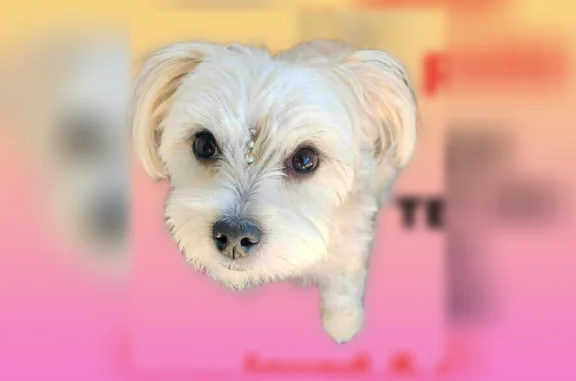Lost dog, North 32nd Way, 1725, Phoenix - female with cream and beige coat - photo