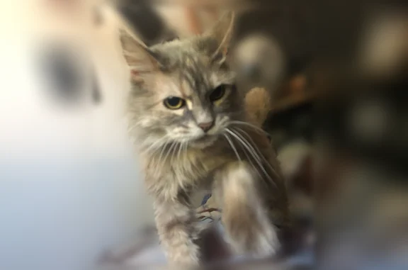 Missing cat Elko, photo: Lost cat, West Idaho Street, Elko - senior gray with big ears