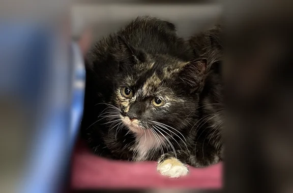 Missing cat Female, Perryville (usl535054) - photo