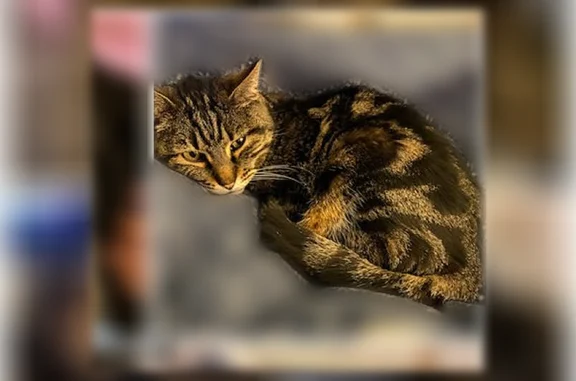 Lost pets Flagstaff, photo: Lost cat, East Anazazi Drive, Flagstaff - female, black and brown tabby