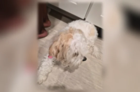 Lost pets Kissimmee, photo: Lost dog, West Vine Street, Kissimmee - female