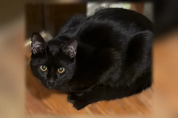 Lost pets Council Bluffs, photo: Lost male cat, North 1st Street, Council Bluffs