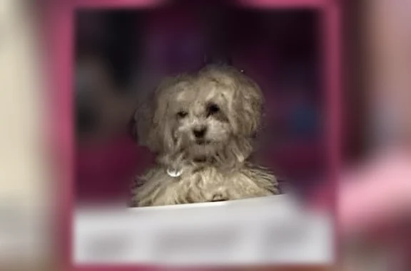 Lost pets Minneapolis, photo: Lost female dog, 13th Avenue South, Minneapolis - small and friendly