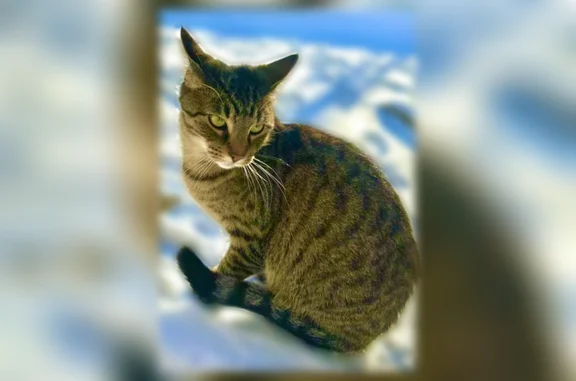 Lost pets Sherwood, photo: Missing cat Male, Sherwood (usl535068)