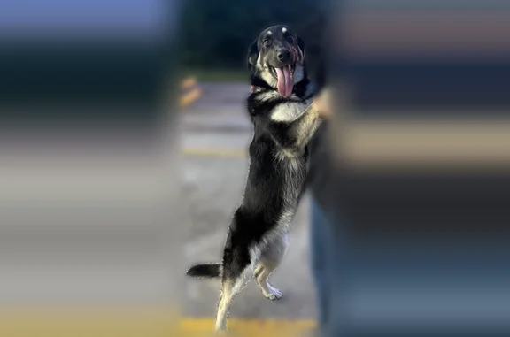 Found dog Atwood, photo: Found dog Female, Atwood (usf535070)