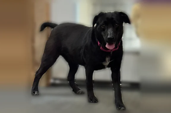 Lost pets Roswell, photo: Lost dog, Hardscrabble Road, Roswell - small black lab with Corgi body