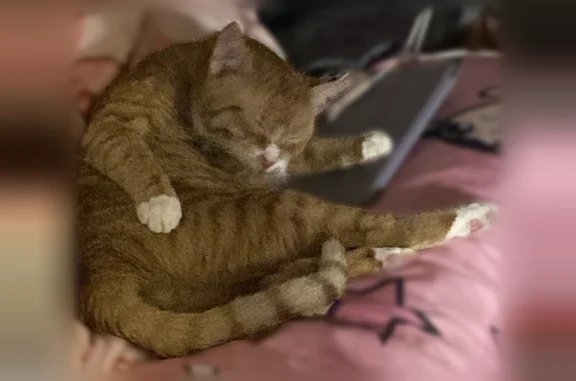 Lost pets Queens, photo: Lost male cat, Myrtle Avenue, Queens