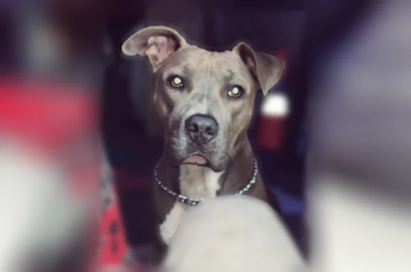 Lost dog, West Hickory Street, Bluford - blue nose pitbull, female - photo
