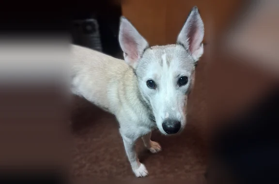 Lost female dog, Greenwood Avenue, La Porte - small husky mix - photo