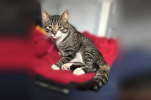 Lost male cat, State Road, Crockery Township - gray tiger with white paws - photo