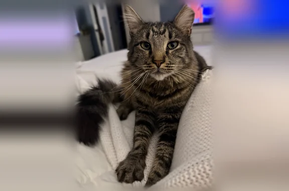 Lost cat, Lilac Place, Village of Massapequa Park - male with clipped ear - photo