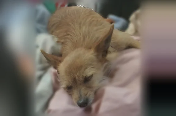 Found dog Interlachen, photo: Found male dog, Ada Street, Interlachen