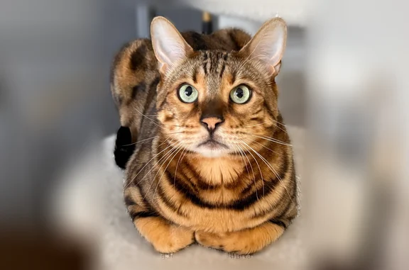 Lost cat, Bradbury Lane, 490, Bartlett - male Bengal - photo