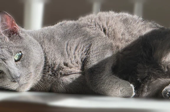 Lost cat, Denman Road, Cranford - female with green eyes and short gray hair - photo