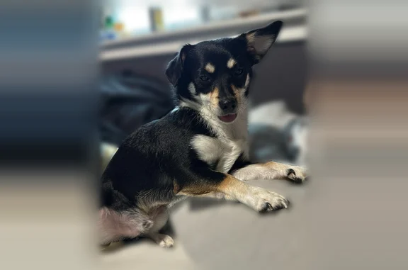 Lost dog, Rees Street, Donald - small black chihuahua mix - photo