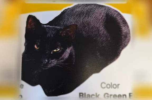 Lost cat, Main Street, 21, South Berwick - all black, one year old female - photo