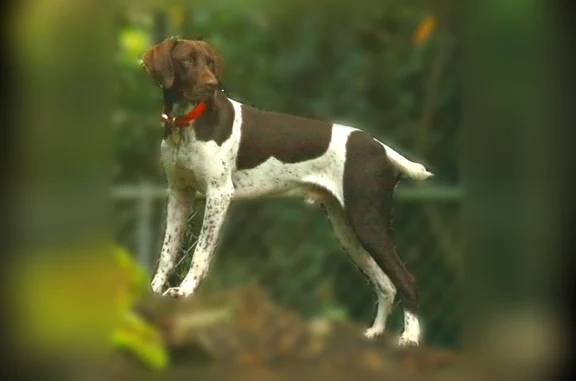 Lost dog, East Sandra Terrace, Phoenix - 14yr old male, liver brown & white - photo