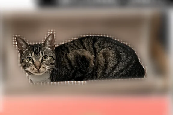 Lost pets Bridgeport, photo: Lost cat, Glendale Avenue, Bridgeport - female tiger-striped with collar