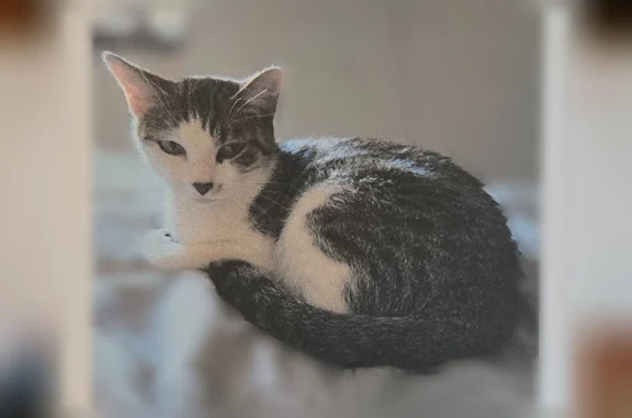 Lost female cat, Northeast 48th Terrace, Kansas City - small and short-haired - photo