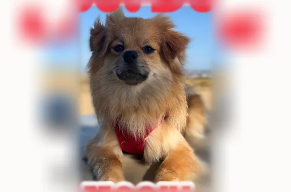 Lost dog, Miramar Road, San Diego - shy, responds to female voices - photo