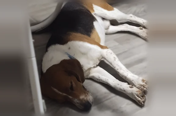 Lost dog, West 24th Avenue, 5829, Gary - purebred beagle - photo