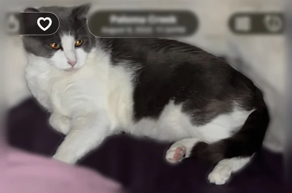 Lost male cat, Gushing Spring Avenue, Las Vegas - large gray and white tomcat - photo