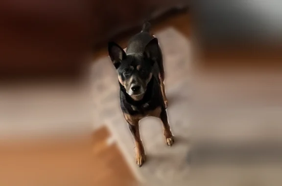 Lost dog, Frye Road, Alexandria - female, black with brown markings - photo