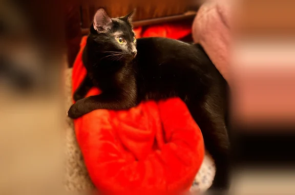 Missing cat Female, Phoenix (usl535112) - photo