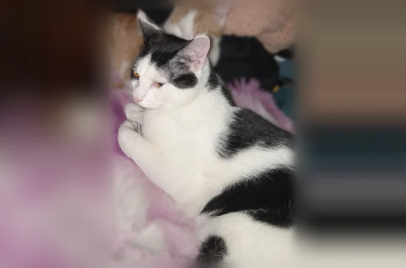 Lost cat, West Union Street, Kingston - all white with black markings - photo