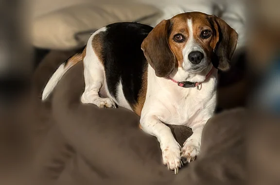 Lost female dog, Tyler Street, Gary - beagle with pink collar - photo