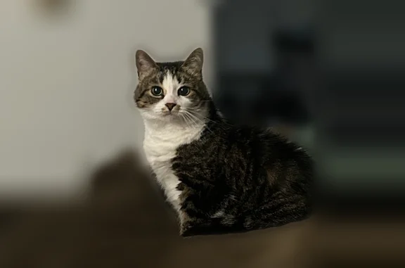 Lost cat, North Oak Street, Durand - female with a white belly - photo