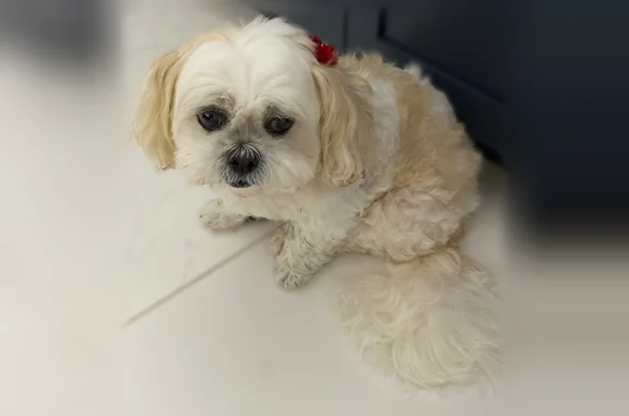 Lost dog, Front Road, Jacksonville - female Lhasa Apso - photo