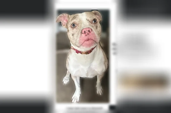 Lost dog, West 53rd Street, Summit - female with green eyes - photo