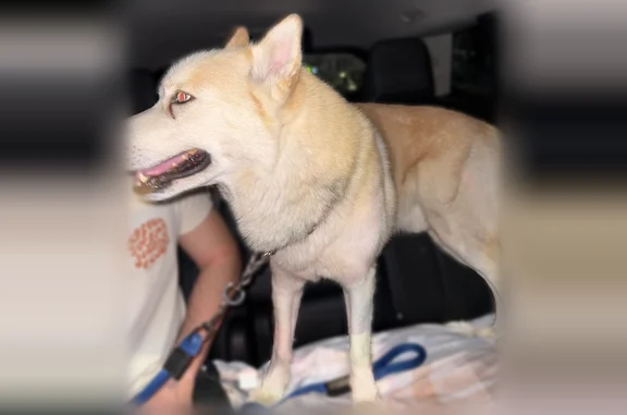 Found pets Brooklyn, photo: Found dog, Leonard Street, Brooklyn - male husky