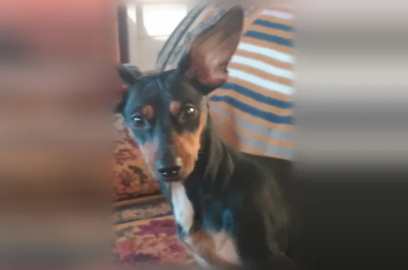 Lost dog, Northwest 11th Stree...