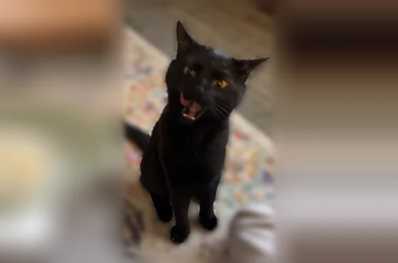 Small black cat escaped from the kitchen window on 4/15/26. All black, no collar. Skiddish & may run or hide from you unless you have treats or food. His meow sounds like a kitten - very high pitched.