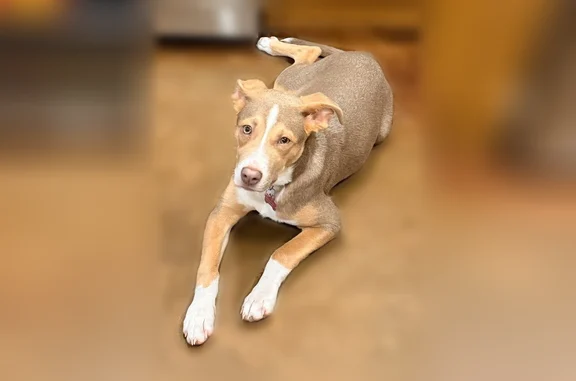 Lost dog, Cotile Park, Boyce -...