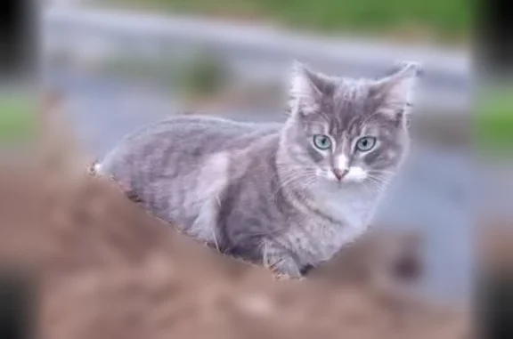 Lost pets Vista, photo: Lost cat, Balboa Pier, Newport Beach - gray and white with green eyes