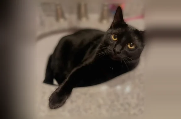 Lost male cat, Pine Street, 731, Mullan - black with white underbelly - photo