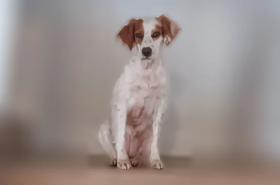 Lost dog, Pembroke Pines, Plan...